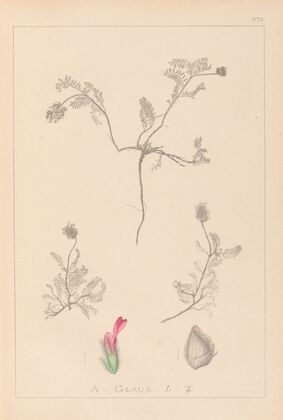 Herbier de la flore française Pl.0410
