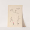Herbier de la flore française Pl.0410 by Louis Antoine Cusin