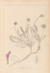 Herbier de la flore française Pl.0412
