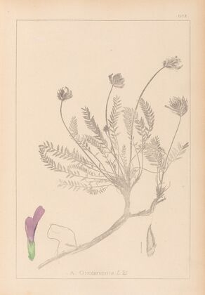 Herbier de la flore française Pl.0412
