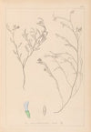 Herbier de la flore française Pl.0414