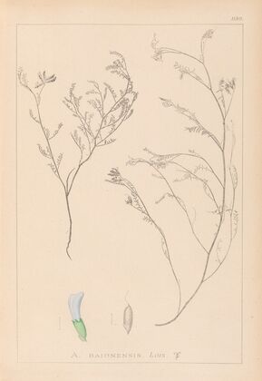 Herbier de la flore française Pl.0414