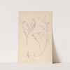 Herbier de la flore française Pl.0414 by Louis Antoine Cusin