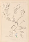 Herbier de la flore française Pl.0415