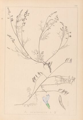 Herbier de la flore française Pl.0415
