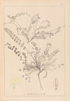 Herbier de la flore française Pl.0418