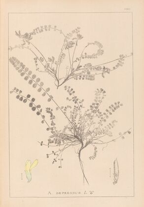 Herbier de la flore française Pl.0418
