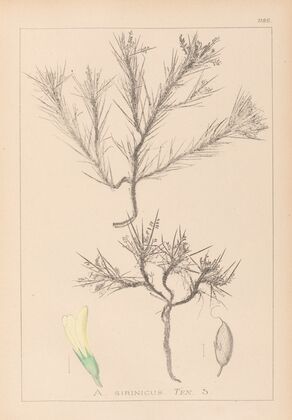 Herbier de la flore française Pl.0420