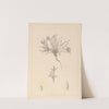 Herbier de la flore française Pl.0423 by Louis Antoine Cusin