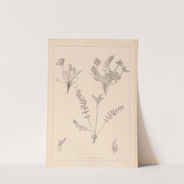 Herbier de la flore française Pl.0424 by Louis Antoine Cusin