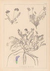 Herbier de la flore française Pl.0426