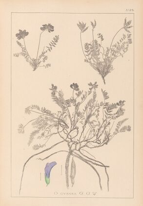 Herbier de la flore française Pl.0426
