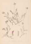 Herbier de la flore française Pl.0429