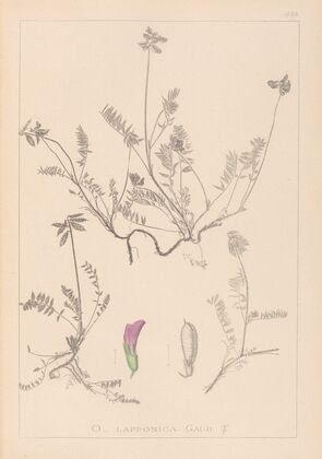 Herbier de la flore française Pl.0429