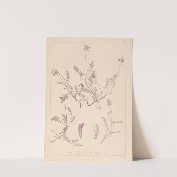 Herbier de la flore française Pl.0429 by Louis Antoine Cusin
