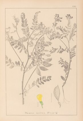 Herbier de la flore française Pl.0430