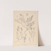 Herbier de la flore française Pl.0431 by Louis Antoine Cusin