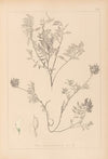 Herbier de la flore française Pl.0432