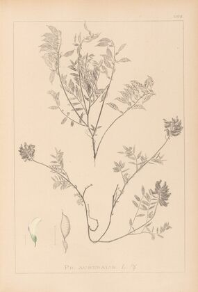 Herbier de la flore française Pl.0432