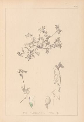 Herbier de la flore française Pl.0433