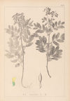 Herbier de la flore française Pl.0434