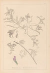 Herbier de la flore française Pl.0435