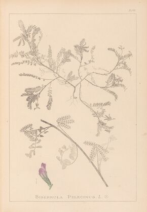 Herbier de la flore française Pl.0435