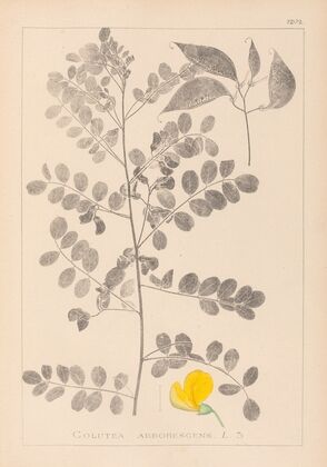 Herbier de la flore française Pl.0436