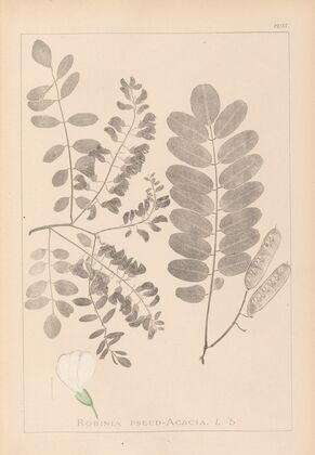 Herbier de la flore française Pl.0437