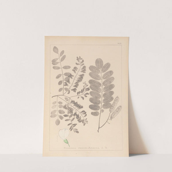 Herbier de la flore française Pl.0437 by Louis Antoine Cusin