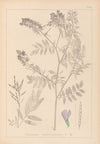 Herbier de la flore française Pl.0438
