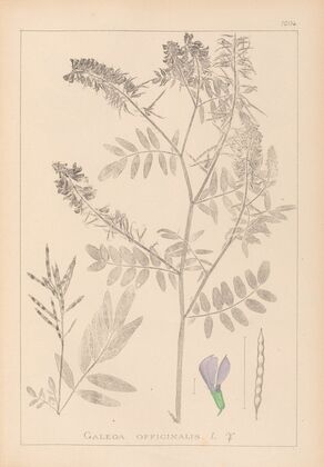 Herbier de la flore française Pl.0438
