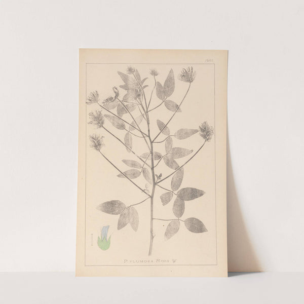 Herbier de la flore française Pl.0441 by Louis Antoine Cusin