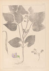 Herbier de la flore française Pl.0442