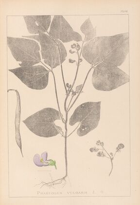 Herbier de la flore française Pl.0442