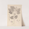 Herbier de la flore française Pl.0442 by Louis Antoine Cusin