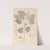 Herbier de la flore française Pl.0442 by Louis Antoine Cusin