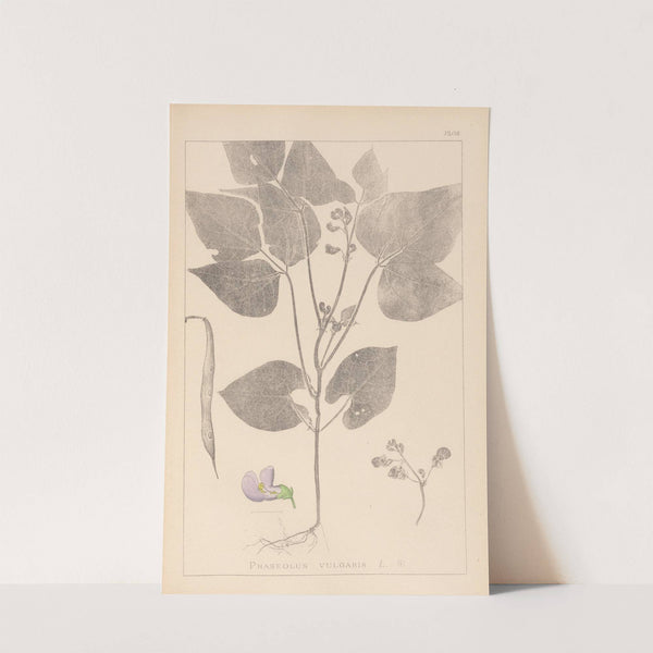 Herbier de la flore française Pl.0442 by Louis Antoine Cusin