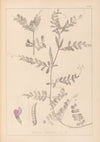 Herbier de la flore française Pl.0443