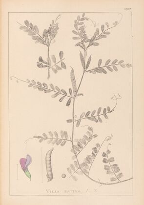 Herbier de la flore française Pl.0443