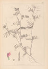 Herbier de la flore française Pl.0445