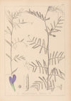 Herbier de la flore française Pl.0446