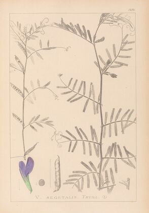 Herbier de la flore française Pl.0446