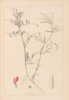 Herbier de la flore française Pl.0447