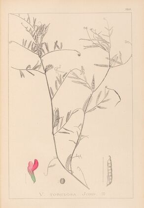 Herbier de la flore française Pl.0447