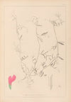 Herbier de la flore française Pl.0448