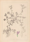 Herbier de la flore française Pl.0449