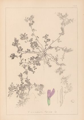 Herbier de la flore française Pl.0449