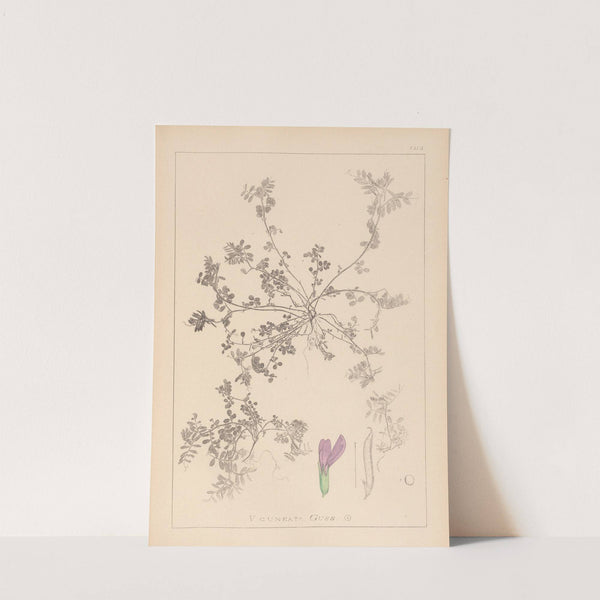 Herbier de la flore française Pl.0449 by Louis Antoine Cusin