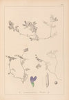 Herbier de la flore française Pl.0451